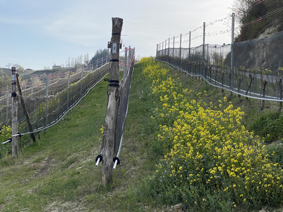Gründüngung im Barbera Rebberg